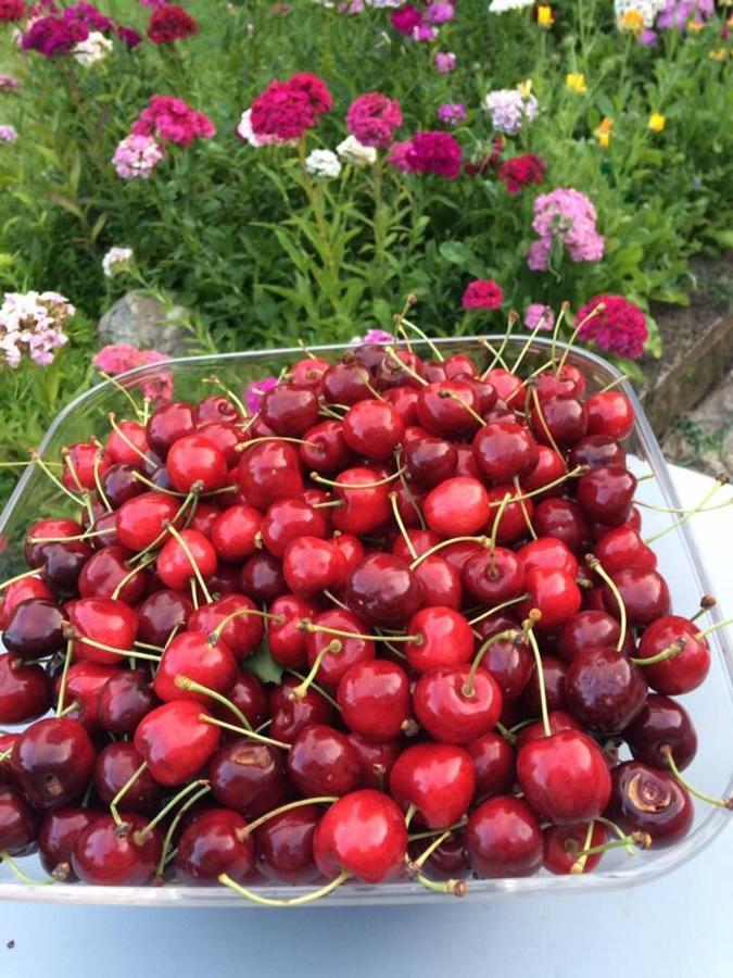 Escolives-Sainte-Camille Entre Canal Et Vignes Bed & Breakfast エクステリア 写真